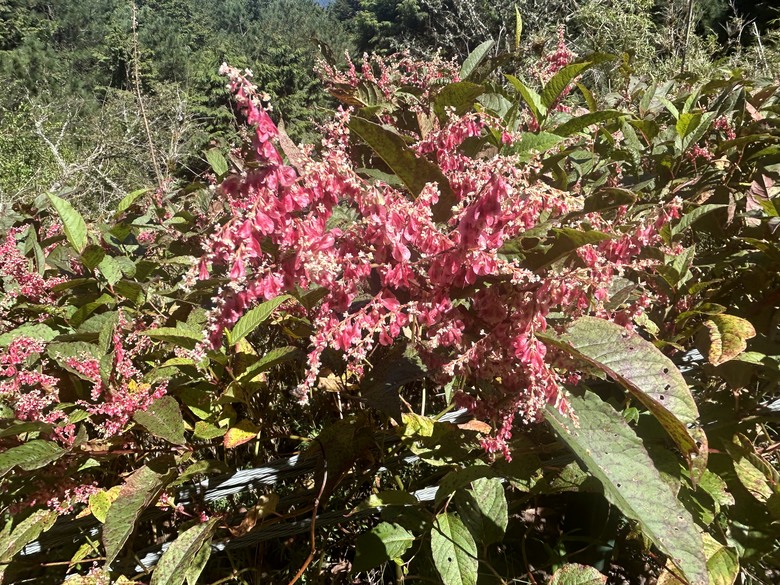 登麟趾山 朝聖台灣之巔玉山