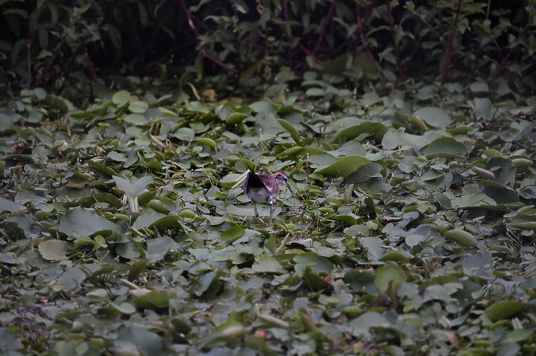 點我看大圖 【美濃湖環湖散步與賞鳥拍鳥紀錄】 - SONY G FE 200-600mm F5.6-6.3 G & ZEISS SFL , Victory Pocket