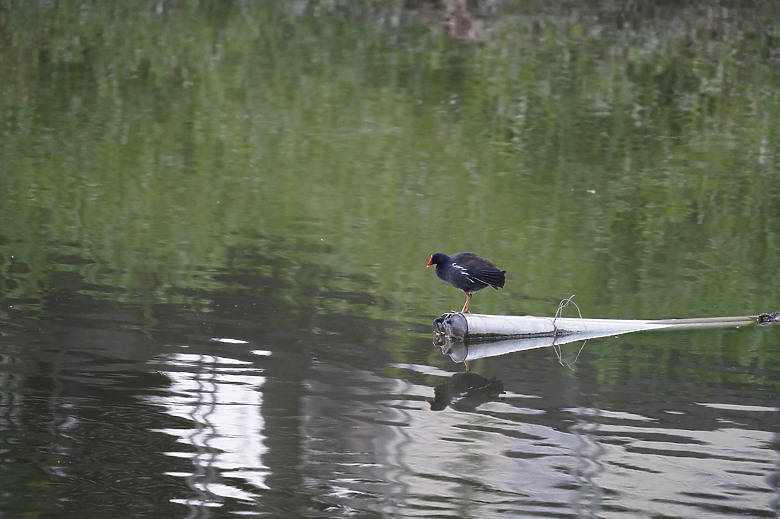 點我看大圖 【美濃湖環湖散步與賞鳥拍鳥紀錄】 - SONY G FE 200-600mm F5.6-6.3 G & ZEISS SFL , Victory Pocket