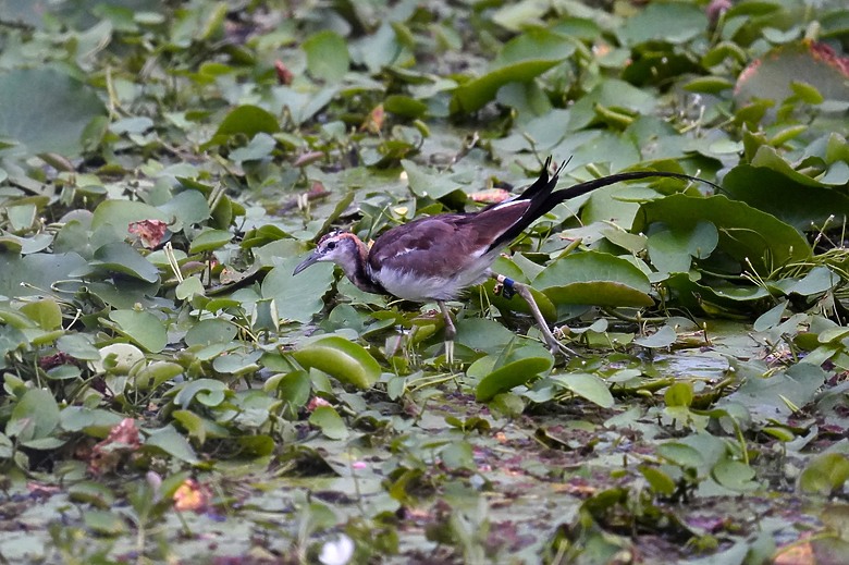 點我看大圖 【美濃湖環湖散步與賞鳥拍鳥紀錄】 - SONY G FE 200-600mm F5.6-6.3 G & ZEISS SFL , Victory Pocket
