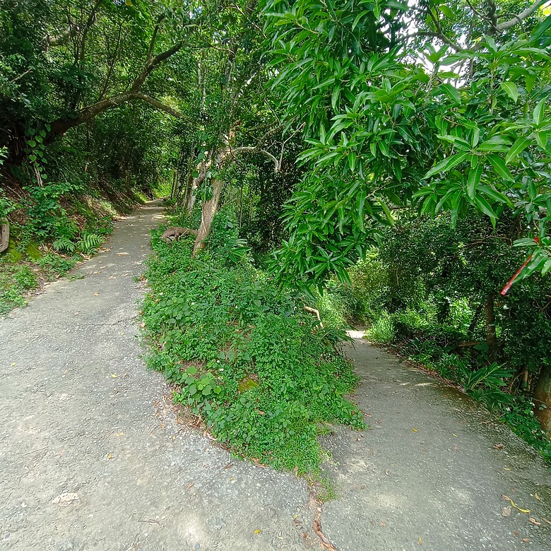 潭子新田登山步道能順便踩點旁邊的小百岳「聚興山」，生意盎然適合全家大小的綠色步道，帶你全部走一趟