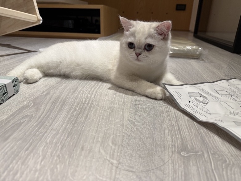 組裝簡單又好看! PETSFIT Modern Style Wood Cat House with Soft Mat 貓屋開箱