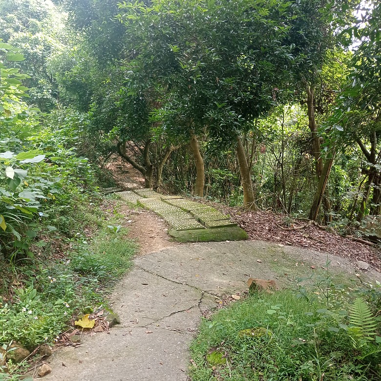 潭子新田登山步道能順便踩點旁邊的小百岳「聚興山」，生意盎然適合全家大小的綠色步道，帶你全部走一趟