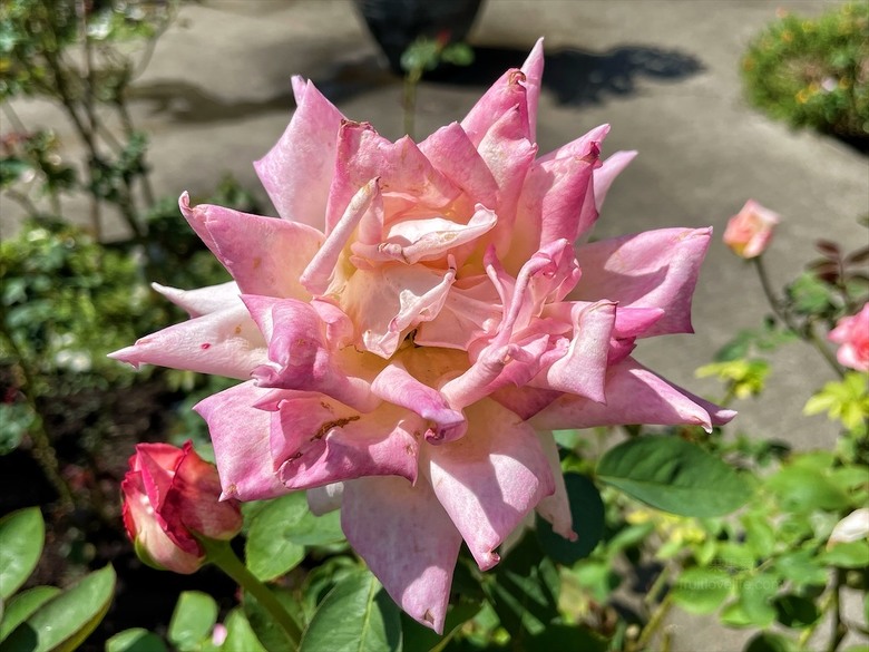 點我看大圖 七里香玫瑰森林花園,一年四季都有不同的風情,走走步道呼吸芬多精,春秋兩季有玫瑰花海可欣賞
