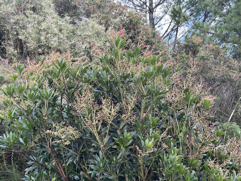 登麟趾山 朝聖台灣之巔玉山