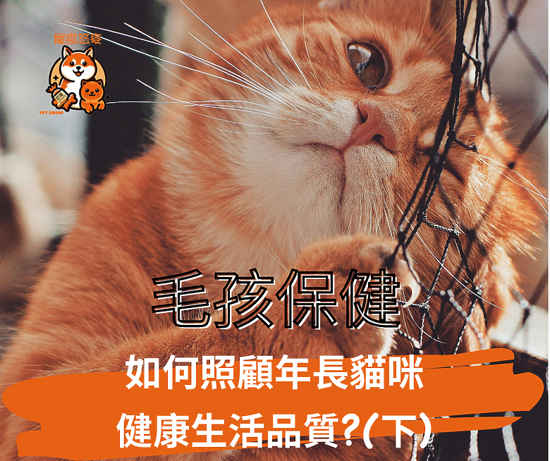 點我看大圖 毛孩保健 如何照顧年長貓咪健康生活品質?