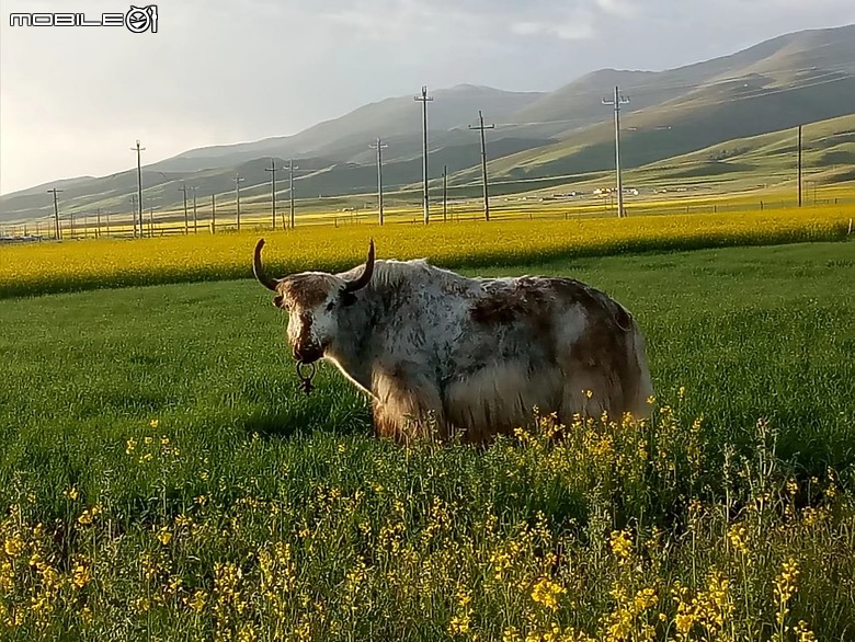 瘋狂之旅 人類禁區-可可西里（1）緣起
