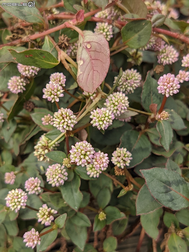 長筒黃梔花+胡枝子.... 台南市歸仁區七甲花卉區 10/26