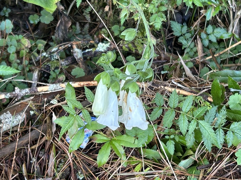 登麟趾山 朝聖台灣之巔玉山