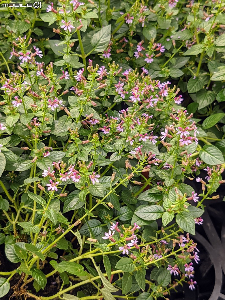 長筒黃梔花+胡枝子.... 台南市歸仁區七甲花卉區 10/26