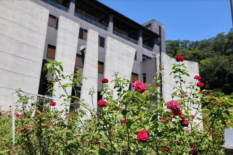 點我看大圖 七里香玫瑰森林花園,一年四季都有不同的風情,走走步道呼吸芬多精,春秋兩季有玫瑰花海可欣賞