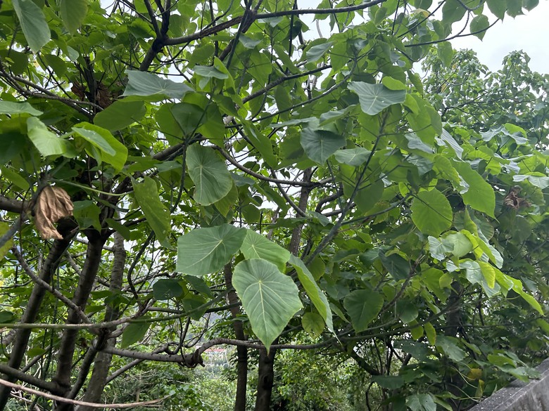 登山健行最親民的知本白玉瀑布