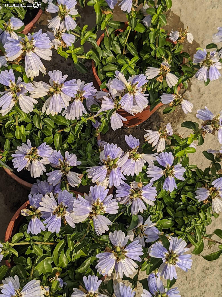 長筒黃梔花+胡枝子.... 台南市歸仁區七甲花卉區 10/26