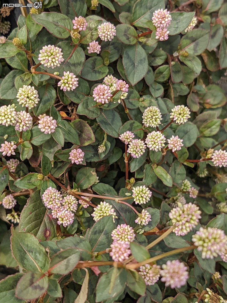 長筒黃梔花+胡枝子.... 台南市歸仁區七甲花卉區 10/26