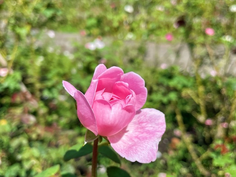點我看大圖 七里香玫瑰森林花園,一年四季都有不同的風情,走走步道呼吸芬多精,春秋兩季有玫瑰花海可欣賞