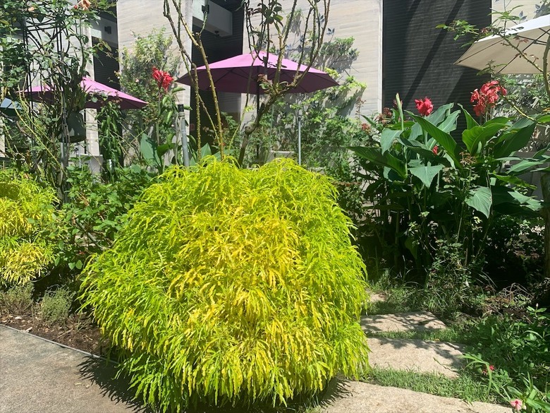 點我看大圖 七里香玫瑰森林花園,一年四季都有不同的風情,走走步道呼吸芬多精,春秋兩季有玫瑰花海可欣賞