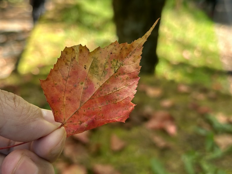 登麟趾山 朝聖台灣之巔玉山