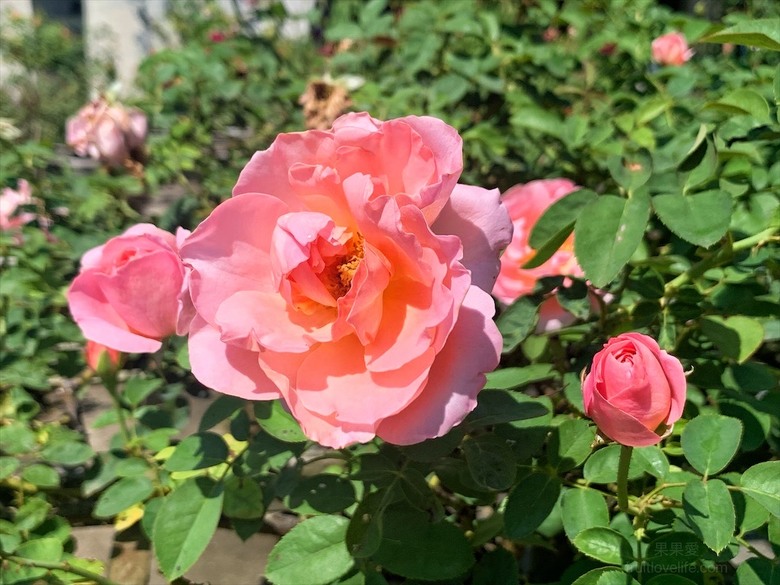 點我看大圖 七里香玫瑰森林花園,一年四季都有不同的風情,走走步道呼吸芬多精,春秋兩季有玫瑰花海可欣賞