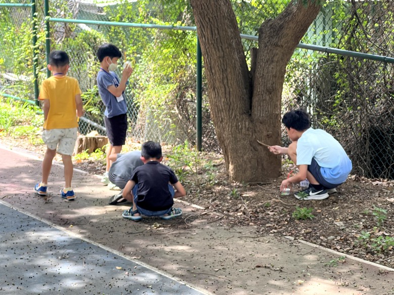 豐富兒子暑假的昆蟲夏令營!