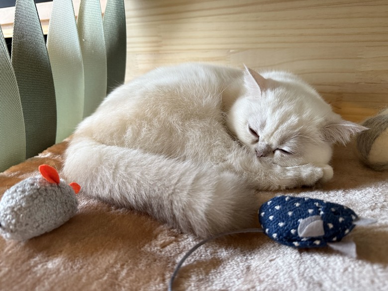 組裝簡單又好看! PETSFIT Modern Style Wood Cat House with Soft Mat 貓屋開箱