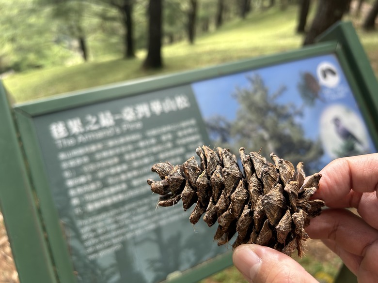 登麟趾山 朝聖台灣之巔玉山