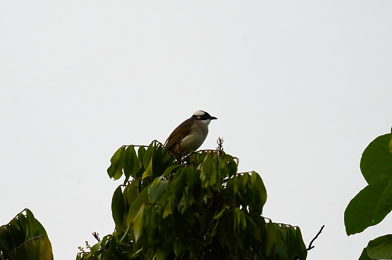 點我看大圖 【美濃湖環湖散步與賞鳥拍鳥紀錄】 - SONY G FE 200-600mm F5.6-6.3 G & ZEISS SFL , Victory Pocket