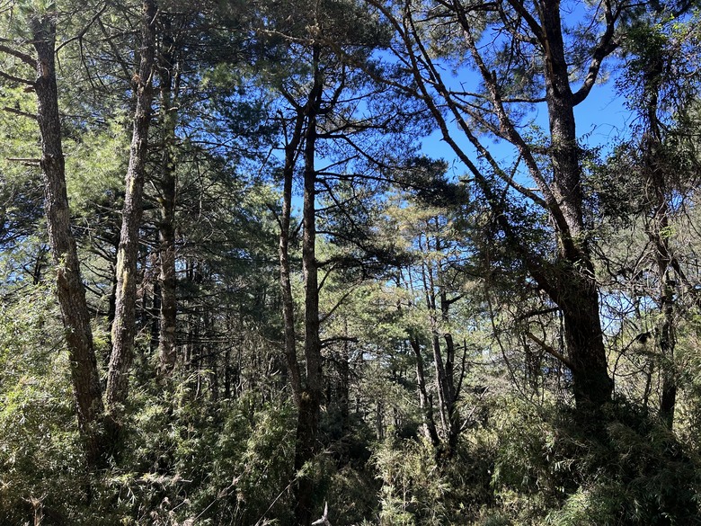登麟趾山 朝聖台灣之巔玉山