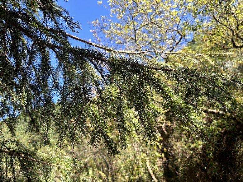 登麟趾山 朝聖台灣之巔玉山