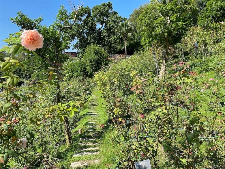 點我看大圖 七里香玫瑰森林花園,一年四季都有不同的風情,走走步道呼吸芬多精,春秋兩季有玫瑰花海可欣賞