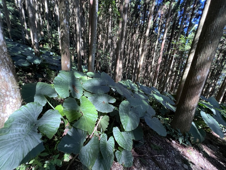有點累又不會太累的高島縱走