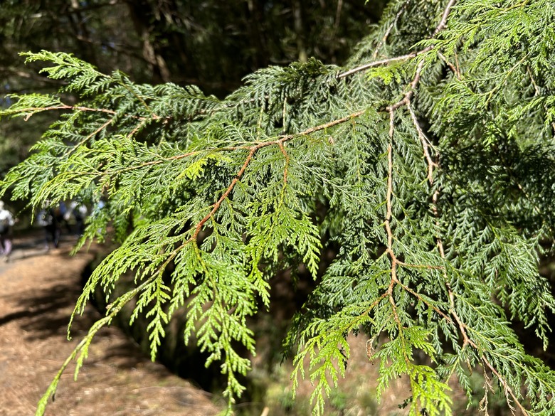 登麟趾山 朝聖台灣之巔玉山