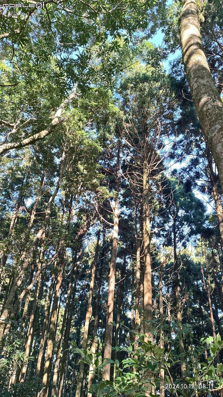 外鳥嘴+那結山O繞~山林溪水滿滿芬多精