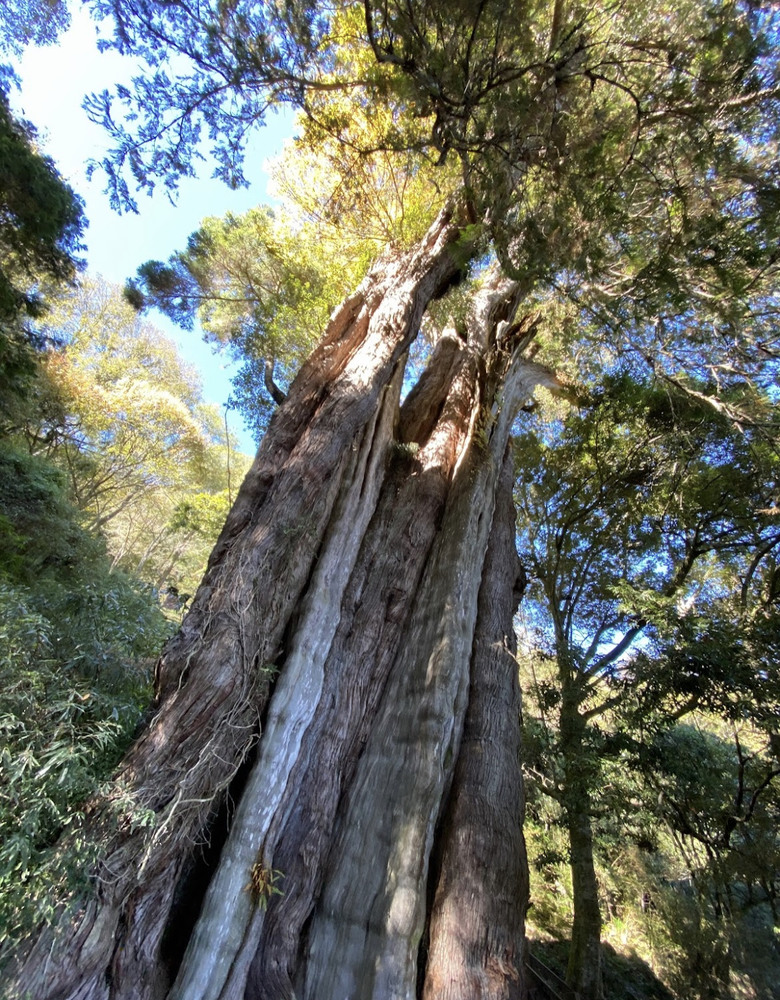 登麟趾山 朝聖台灣之巔玉山
