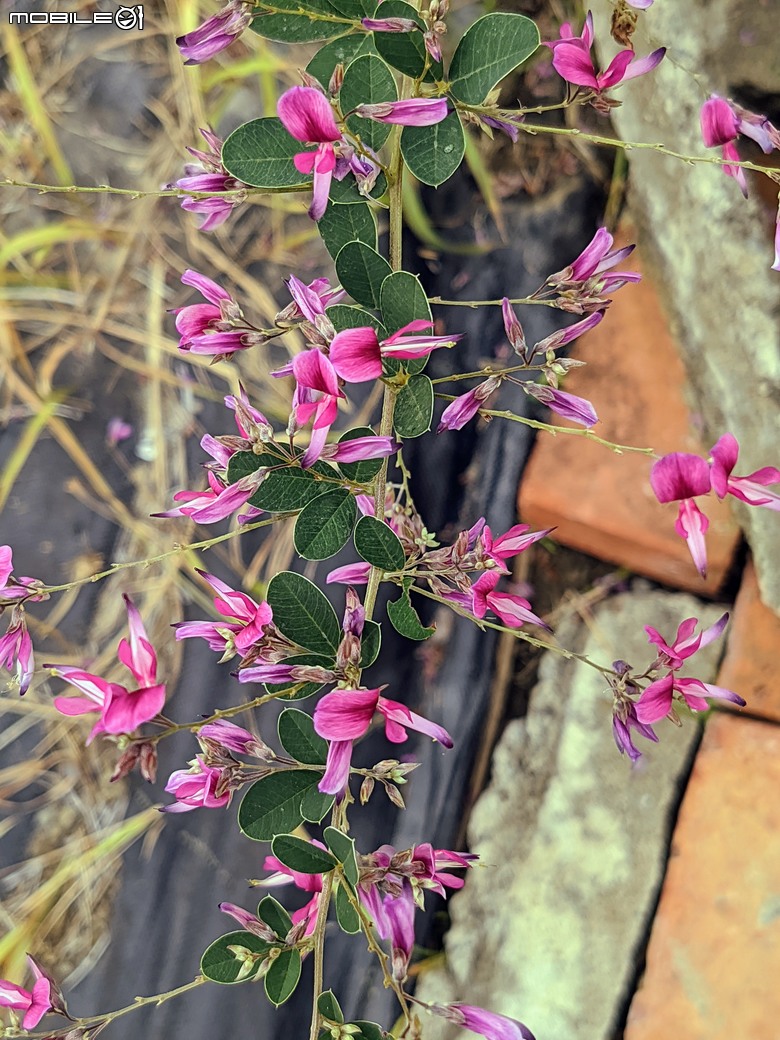 長筒黃梔花+胡枝子.... 台南市歸仁區七甲花卉區 10/26