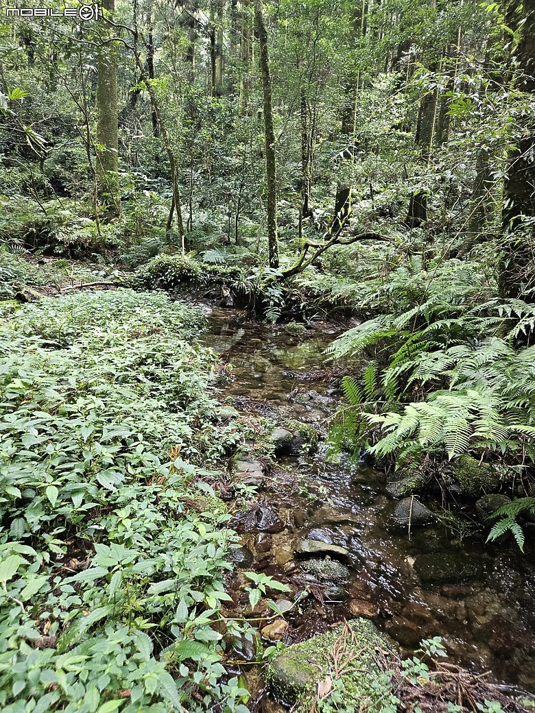 外鳥嘴+那結山O繞~山林溪水滿滿芬多精