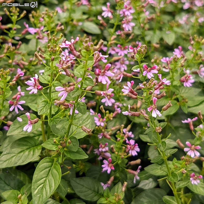 長筒黃梔花+胡枝子.... 台南市歸仁區七甲花卉區 10/26