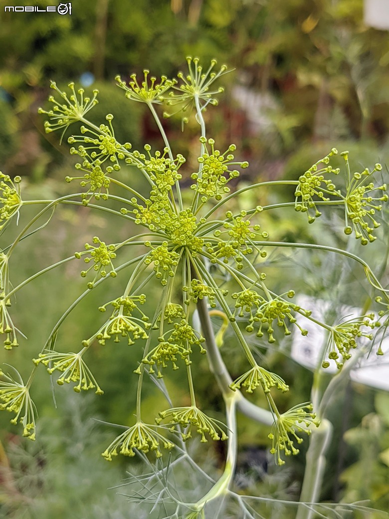 長筒黃梔花+胡枝子.... 台南市歸仁區七甲花卉區 10/26
