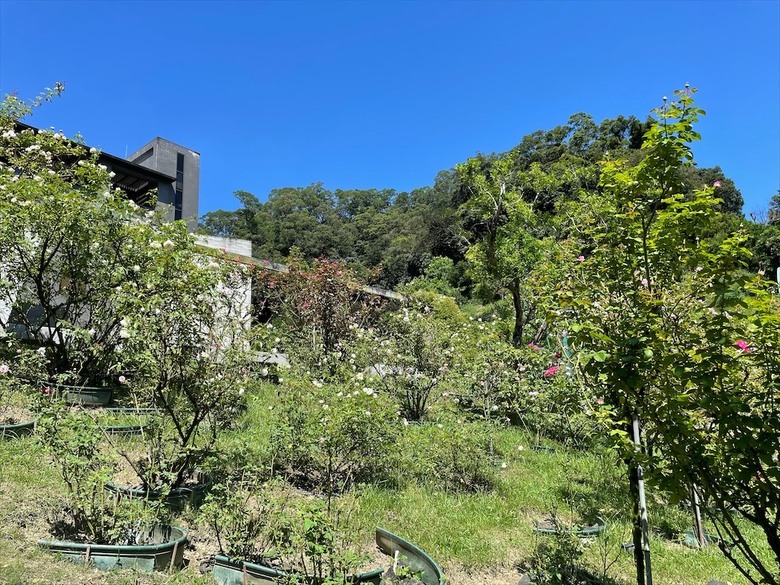 點我看大圖 七里香玫瑰森林花園,一年四季都有不同的風情,走走步道呼吸芬多精,春秋兩季有玫瑰花海可欣賞