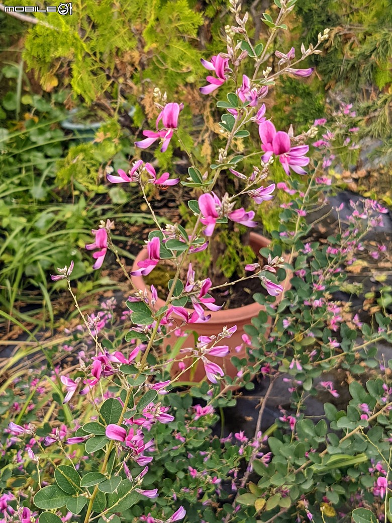 長筒黃梔花+胡枝子.... 台南市歸仁區七甲花卉區 10/26