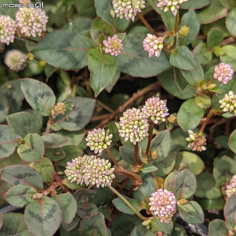 長筒黃梔花+胡枝子.... 台南市歸仁區七甲花卉區 10/26