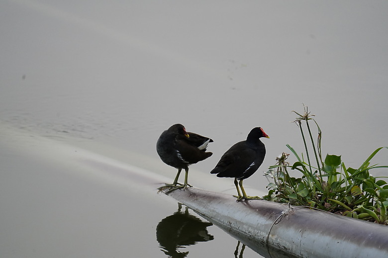 點我看大圖 【美濃湖環湖散步與賞鳥拍鳥紀錄】 - SONY G FE 200-600mm F5.6-6.3 G & ZEISS SFL , Victory Pocket