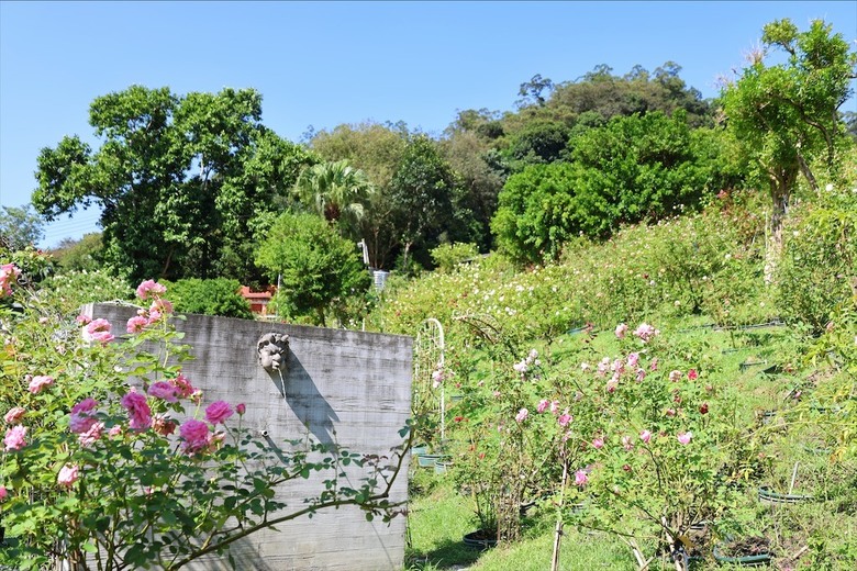 點我看大圖 七里香玫瑰森林花園,一年四季都有不同的風情,走走步道呼吸芬多精,春秋兩季有玫瑰花海可欣賞