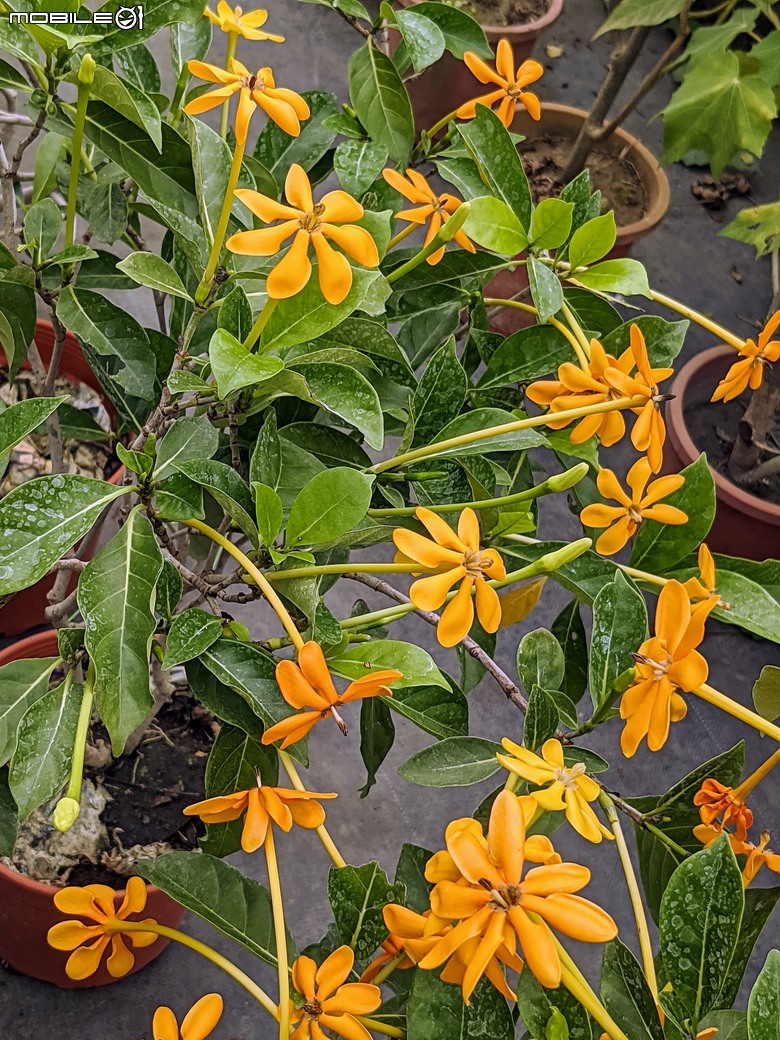 長筒黃梔花+胡枝子.... 台南市歸仁區七甲花卉區 10/26