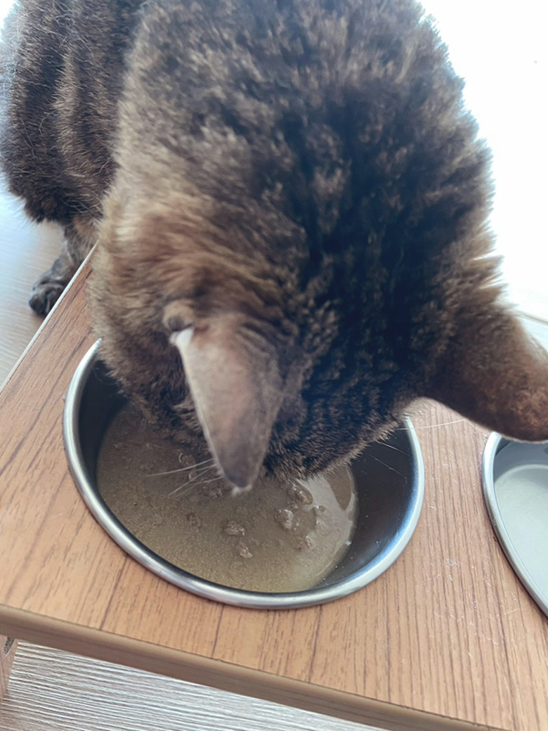 家裡愛吃飼料的主子