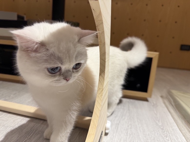 組裝簡單又好看! PETSFIT Modern Style Wood Cat House with Soft Mat 貓屋開箱
