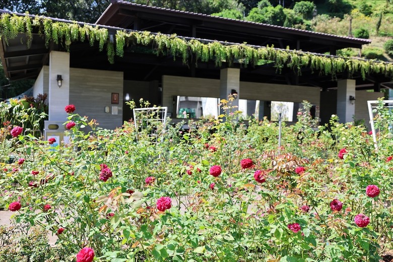 點我看大圖 七里香玫瑰森林花園,一年四季都有不同的風情,走走步道呼吸芬多精,春秋兩季有玫瑰花海可欣賞
