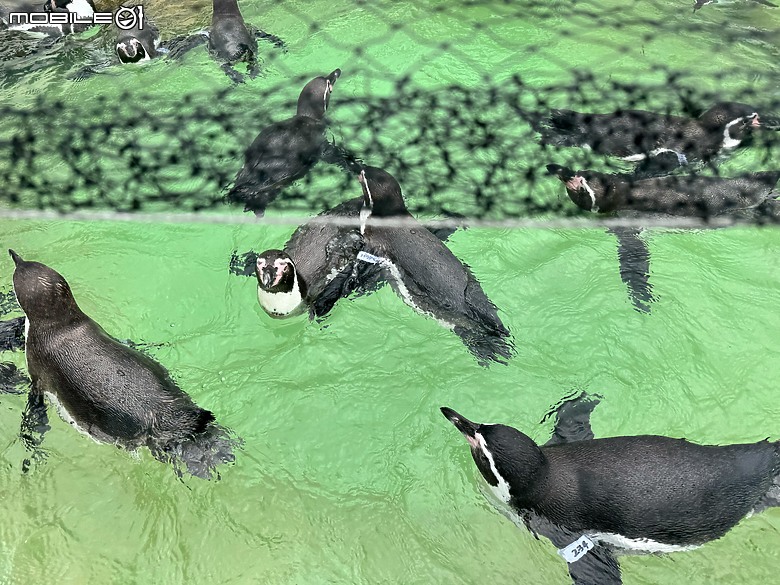 北海道 尼克斯海洋公園PK小樽水族館