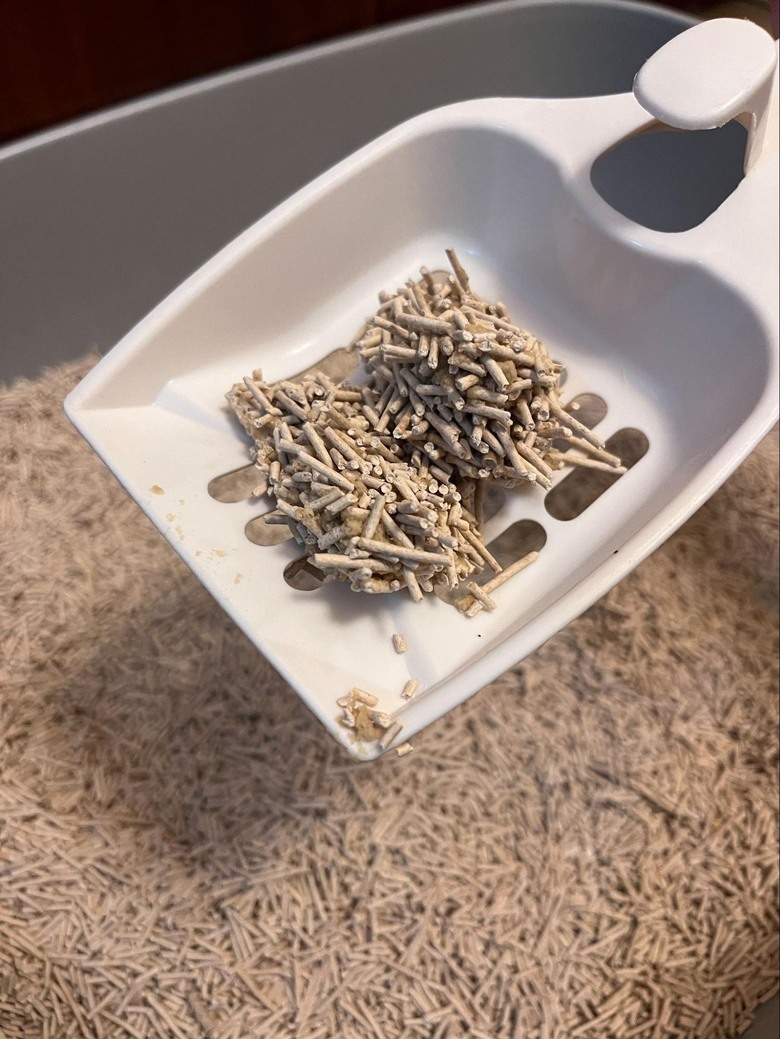 分享貓貓從礦砂轉換豆腐砂的歷程