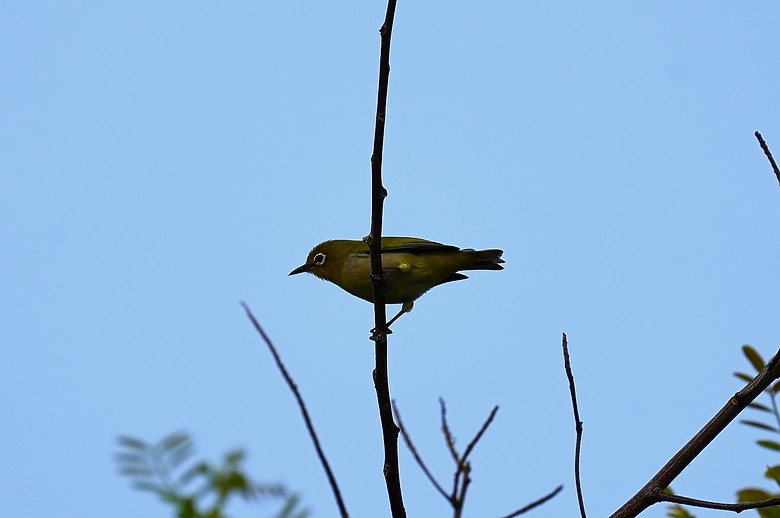 點我看大圖 【美濃湖環湖散步與賞鳥拍鳥紀錄】 - SONY G FE 200-600mm F5.6-6.3 G & ZEISS SFL , Victory Pocket