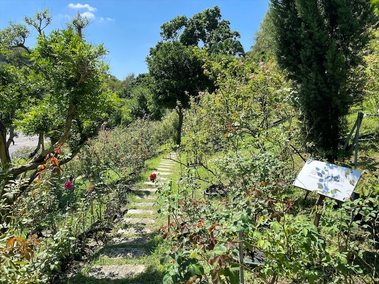 點我看大圖 七里香玫瑰森林花園,一年四季都有不同的風情,走走步道呼吸芬多精,春秋兩季有玫瑰花海可欣賞